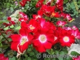 Rouge Meillandecor Rouge Meillandecor