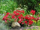 Rouge Meillandecor Rouge Meillandecor