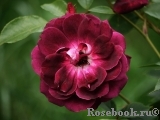 Burgundy Ice Burgundy Ice