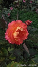 Festirose ® Festirose ®