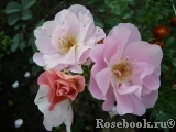 Pink Robusta Pink Robusta