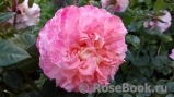 Augusta Luise Augusta Luise