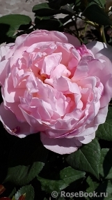 Brother Cadfael Brother Cadfael