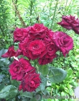 Black Baccara Black Baccara