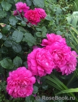 Princess Anne Princess Anne