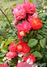 Starlet®-Rose Carmen® Starlet®-Rose Carmen®