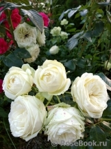 Wedding Piano ® Wedding Piano ®