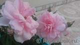 Blush ™ Winterjewel ®