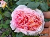 Abraham Darby Abraham Darby