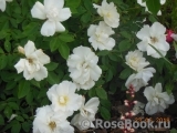 Morden Snowbeauty Morden Snowbeauty