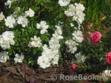 Morden Snowbeauty Morden Snowbeauty