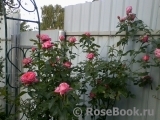 La Rose de Molinard ® La Rose de Molinard ®