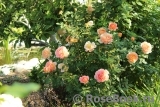 Lady of Shalott Lady of Shalott