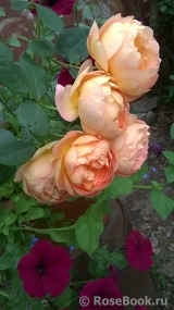 Lady of Shalott Lady of Shalott