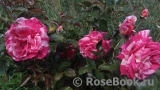 Broceliande Broceliande