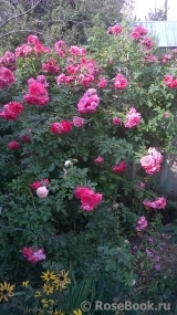 Rosarium Uetersen Rosarium Uetersen