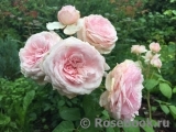 Olivia Rose Austin Olivia Rose Austin