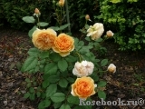 Crown Princess Margareta® Crown Princess Margareta®
