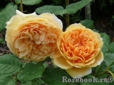 Crown Princess Margareta® Crown Princess Margareta®