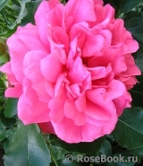 Rosarium Uetersen Rosarium Uetersen