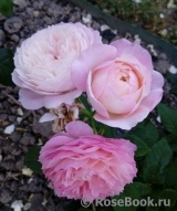 Constance Constance