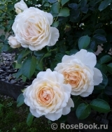 Cream Abundance Cream Abundance