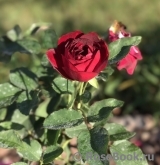 Darcey Bussell Darcey Bussell