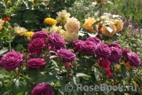 Heidi Klum Rose Heidi Klum Rose