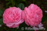 Kolner Flora Kolner Flora