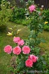 La Rose de Molinard ® La Rose de Molinard ®