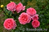 La Rose de Molinard ® La Rose de Molinard ®