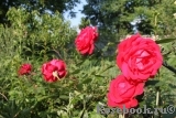 Dame de Coeur Dame de Coeur