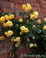 Rimosa Climbing Rimosa Climbing