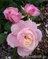 Constance Constance
