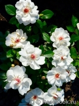 Jacqueline du Pre Jacqueline du Pre