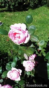 Brother Cadfael Brother Cadfael