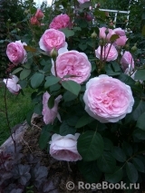 Olivia Rose Austin Olivia Rose Austin