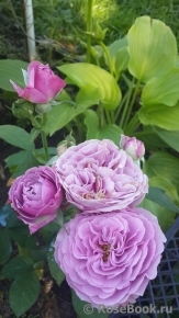 Lavender Ice Lavender Ice