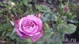 Lavender Ice Lavender Ice