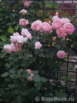 Abraham Darby Abraham Darby