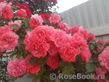 Rosarium Uetersen Rosarium Uetersen