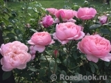 The Alnwick Rose The Alnwick Rose