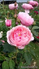 The Alnwick Rose The Alnwick Rose