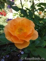 Rosemary Harkness Rosemary Harkness