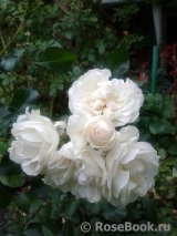 White Meidiland White Meidiland