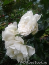 White Meidiland White Meidiland