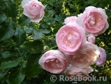 Hans Gonewein Rose Hans Gonewein Rose