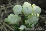 White Morsdag White Morsdag