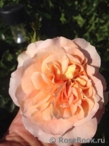 Sangerhauser Jubilaumsrose Sangerhauser Jubilaumsrose