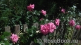 Chaplin's Pink Chaplin's Pink